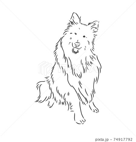 Dog Rough Collie isolated on White background. Vector illustration. collie, vector sketch on a white background 74917792