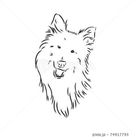 Dog Rough Collie isolated on White background. Vector illustration. collie, vector sketch on a white background Dog Rough Collie isolated on White background. Vector illustration. collie, vector sketch on a white background 74917793