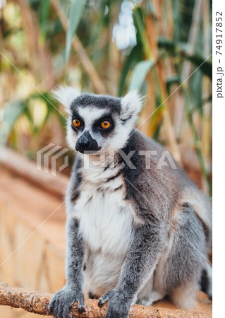 ring-tailed lemur, close-up view 74917852