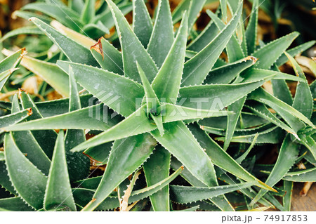 aloe vera plant, top view 74917853