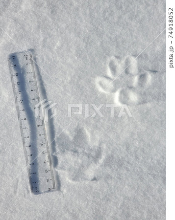 雪に残されたキツネの足跡の大きさを定規で測る フットプリント の写真素材
