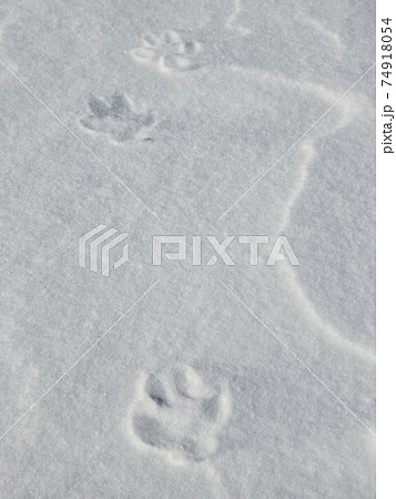 雪に残されたキツネの足跡(フットプリント) 雪に残されたキツネの足跡(フットプリント) 74918054