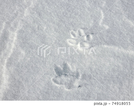 雪に残されたキツネの足跡 フットプリント の写真素材