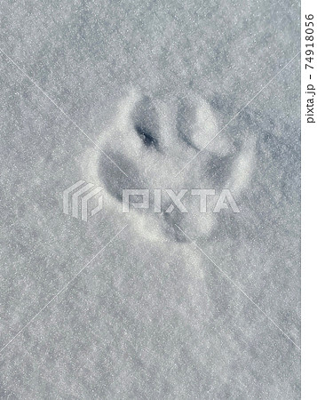 雪に残されたキツネの足跡(フットプリント) 74918056