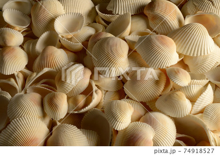 Full Frame Seashells Full Frame Seashells 74918527