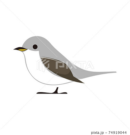 コサメビタキのベクターイラスト 74919044