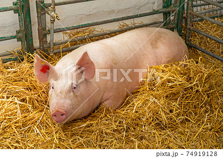 Big Pig Laying 74919128