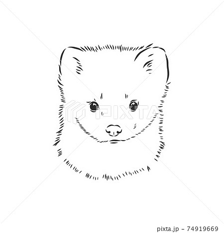 Sable or Martes zibellina, illustration of Sable. sable animal vector sketch illustration 74919669