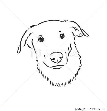 Fluffy mongrel dog vector hand drawing illustration in black color isolated on white background, portrait of a mongrel dog vector sketch illustration Fluffy mongrel dog vector hand drawing illustration in black color isolated on white background, portrait of a mongrel dog vector sketch illustration 74919733