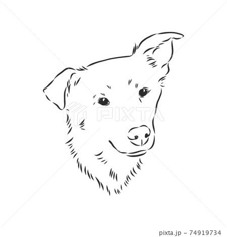 Fluffy mongrel dog vector hand drawing illustration in black color isolated on white background, portrait of a mongrel dog vector sketch illustration Fluffy mongrel dog vector hand drawing illustration in black color isolated on white background, portrait of a mongrel dog vector sketch illustration 74919734