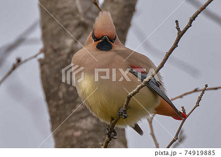 ヒレンジャク 74919885