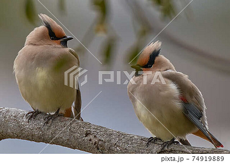 ヒレンジャク ヒレンジャク 74919889