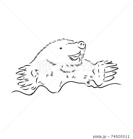 Mole. Sketch. . Vector illustration. mole vector sketch illustration Mole. Sketch. . Vector illustration. mole vector sketch illustration 74920311
