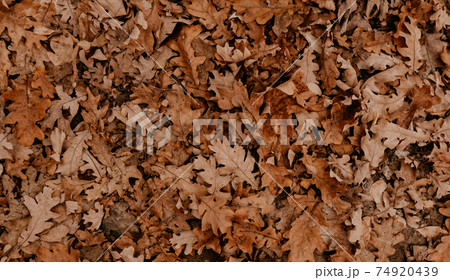 abstract beautiful neutral background autumn orange dry fallen leaves of oak and tree 74920439