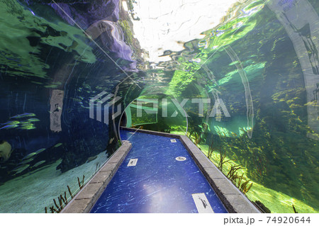 The interior of the Oceanarium Crocus City, over 5000 species of fish and other animals from all over the world. Moscow, Russia. 74920644