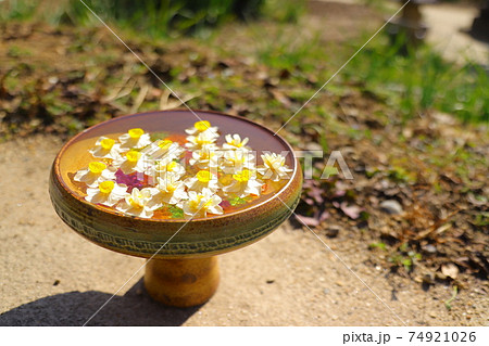 奈良県の般若寺にて 水仙の花手水全体像の写真素材