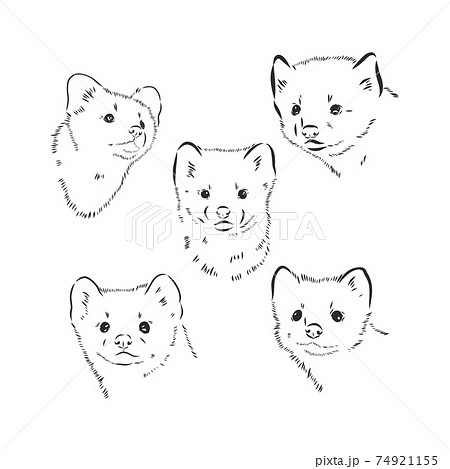 Wild sable, forest animal. Symbol of the north. Vintage monochrome style. Mammal in Europe, Russia, from the Ural Mountains. sable animal vector sketch illustration Wild sable, forest animal. Symbol of the north. Vintage monochrome style. Mammal in Europe, Russia, from the Ural Mountains. sable animal vector sketch illustration 74921155