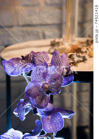 Lilac orchid flower close-up. The flower is backlit Lilac orchid flower close-up. The flower is backlit 74921416
