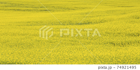 Beautiful yellow rapsfield with horizon line 74921495
