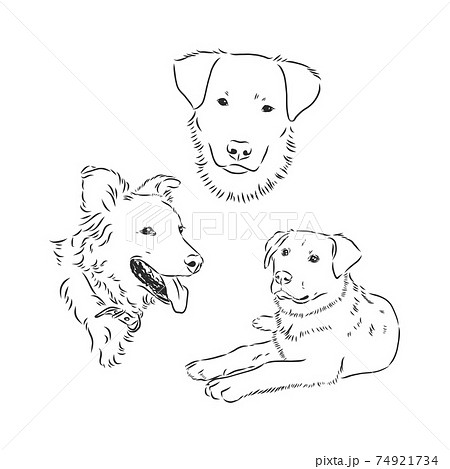 Freehand cartoon vector character funny dog sketch Stock Vector  Adobe  Stock
