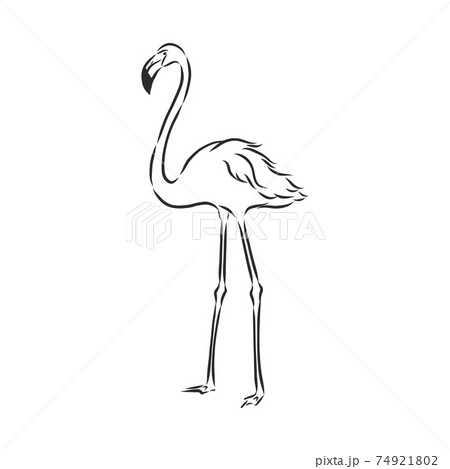 How to draw flamingo - YouTube