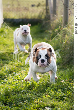 American Bulldog puppies is running and playing 74922069