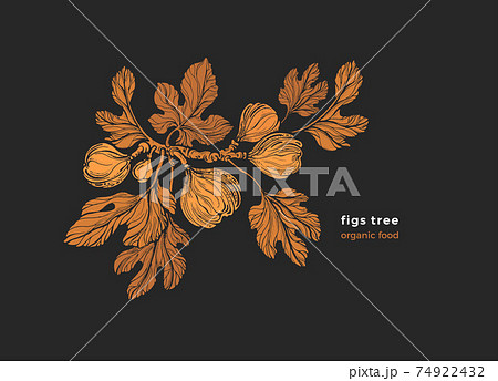 Figs plant. Vector art illustration. Texture print 74922432