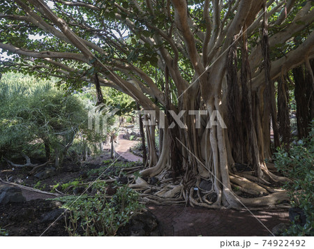 View of giant Ficus socotrana with vertical roots in botanical garden, Jardin Botanico Canario Viera y Clavijo, Tafira, Gran Canaria, Canary Islands, Spain 74922492
