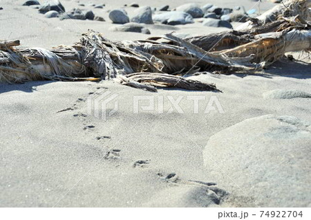 砂浜に流木と足跡 74922704