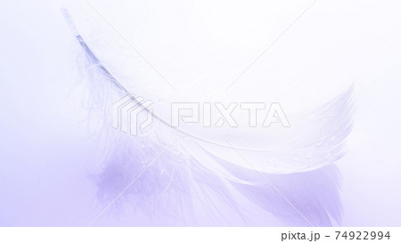 Feather banner. Multicoloured pastel angel feather closeup texture on white background in macro photography. Glamorous sophisticated airy artistic image on soft blurred background. Feather banner. Multicoloured pastel angel feather closeup texture on white background in macro photography. Glamorous sophisticated airy artistic image on soft blurred background. 74922994