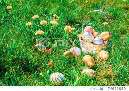 Easter egg hunt. Golden egg with yellow spring flowers in celebration basket on green grass background. Easter hunt concept. 74923020