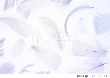 Feather pattern texture. Nature abstract bird feather closeup on white background in macro photography. Glamorous sophisticated airy artistic image on soft blurred background. Feather pattern texture. Nature abstract bird feather closeup on white background in macro photography. Glamorous sophisticated airy artistic image on soft blurred background. 74923031