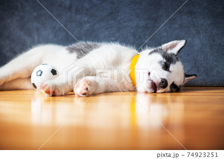 A small white dog puppy breed siberian husky A small white dog puppy breed siberian husky 74923251