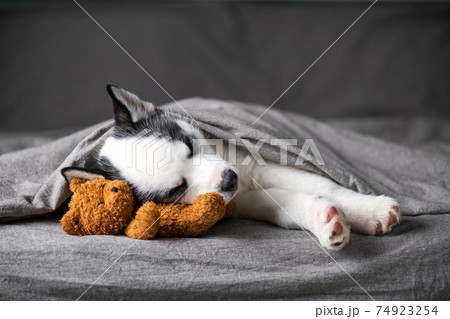 A small white dog puppy breed siberian husky A small white dog puppy breed siberian husky 74923254