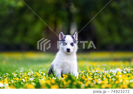 A small white dog puppy breed siberian husky A small white dog puppy breed siberian husky 74923272