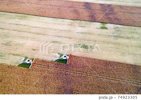 Harvesting oilseed rape in autumn field 74923305