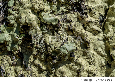 Textured bark of old adult pine tree in garden, covered with light green mosses and lichens. Macro close - up Natural texture on the tree trunk 74923393