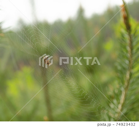 Brown spider outside in nature in her spider web. Spider cobwebs in front of blurred background 74923432
