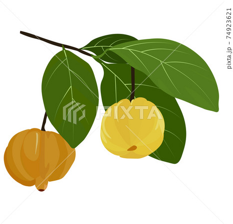 garcinia Vector stock illustration. Tamarin on the tree is used in medicine and for weight loss. Garcinia extract. The citrus fruit is yellow in color and has green tropical leaves. Isolated on a whit garcinia Vector stock illustration. Tamarin on the tree is used in medicine and for weight loss. Garcinia extract. The citrus fruit is yellow in color and has green tropical leaves. Isolated on a whit 74923621