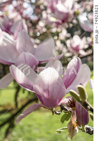 Beautiful purple magnolia flower close-up. Spring flowering magnolia tree in the garden Beautiful purple magnolia flower close-up. Spring flowering magnolia tree in the garden 74923623