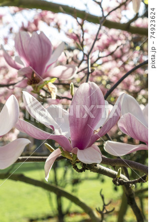 Lovely flowers of a beautiful magnolia tree close up 74923624
