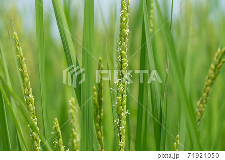 稲の花 稲穂 8月 の写真素材