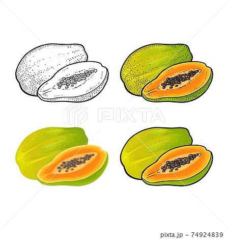 Whole and half papaya. Vector color vintage engraving 74924839