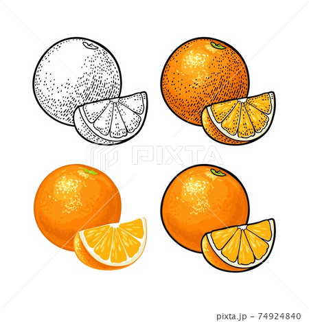 Whole and slice orange. Vector color vintage 74924840