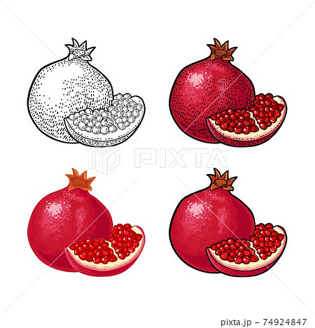 Whole and half garnet fruit with seed. Vector engraving 74924847
