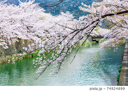 岡崎疏水と満開の桜 岡崎疏水と満開の桜 74924899