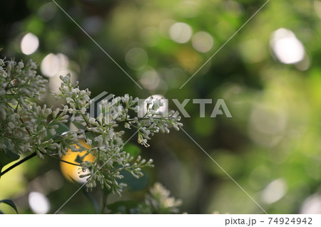 初夏の雨上がりの森に咲くネズミモチの白い花の写真素材