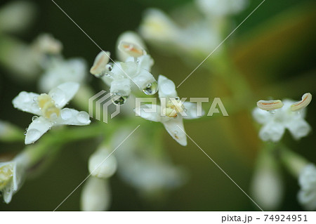 雨の森に咲く初夏の花ネズミモチの白い花の写真素材