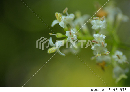 新緑の森に咲く初夏の花ネズミモチの白い花の写真素材