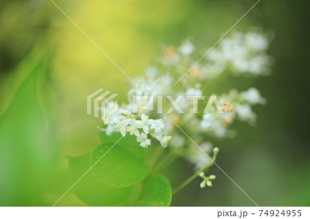 新緑の森に咲く初夏の花ネズミモチの白い花の写真素材